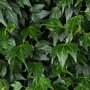 Hedera helix 'Green Ripple' blad
